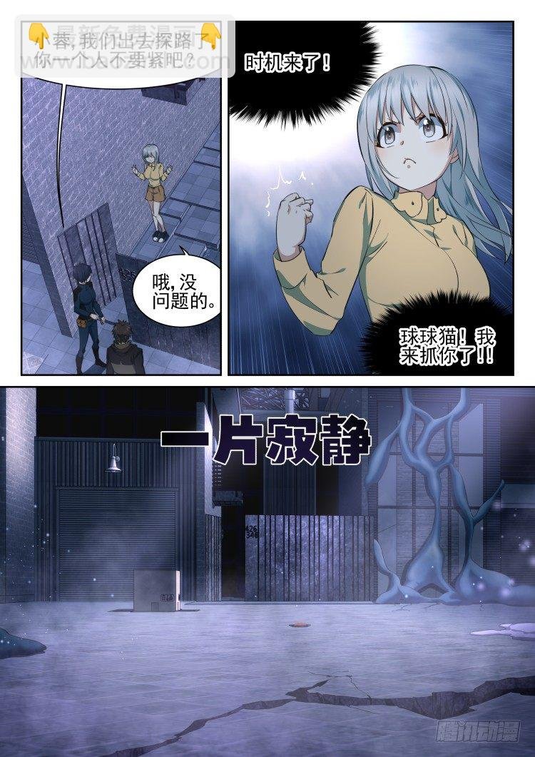 有关猫的秘密计划
