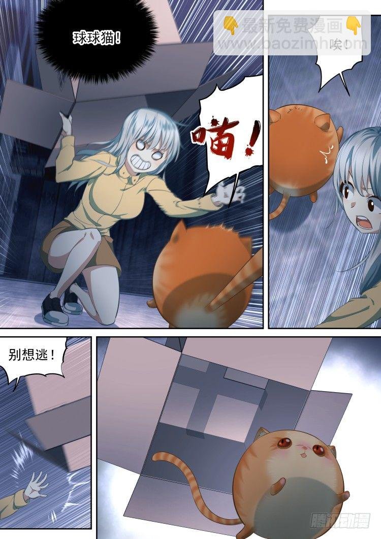 有关猫的秘密计划