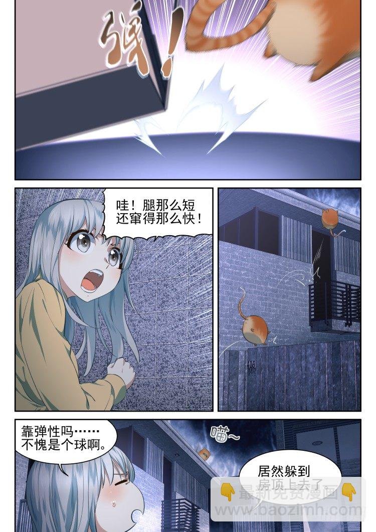 有关猫的秘密计划