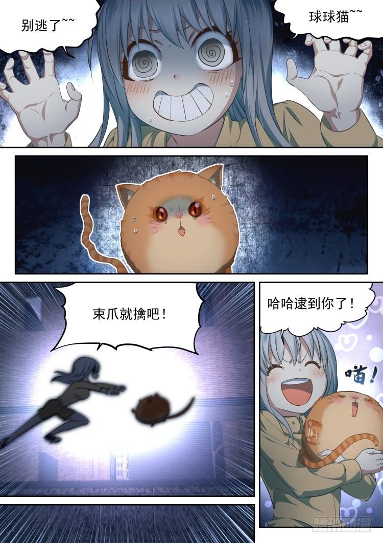 有关猫的秘密计划