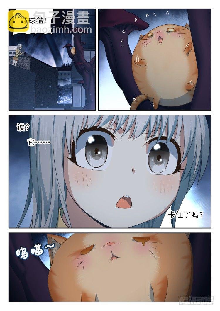 有关猫的秘密计划