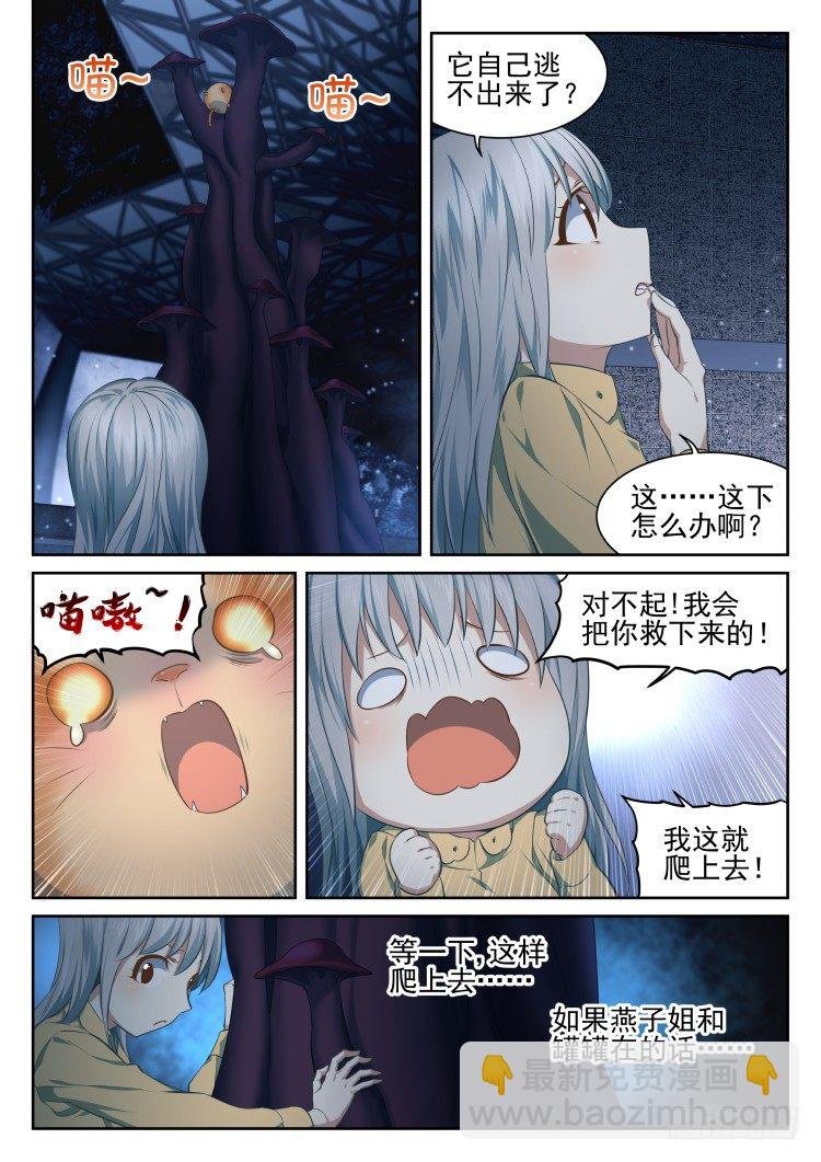 有关猫的秘密计划