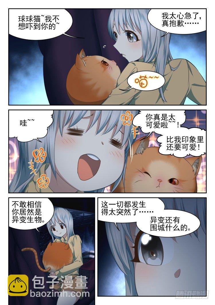 有关猫的秘密计划