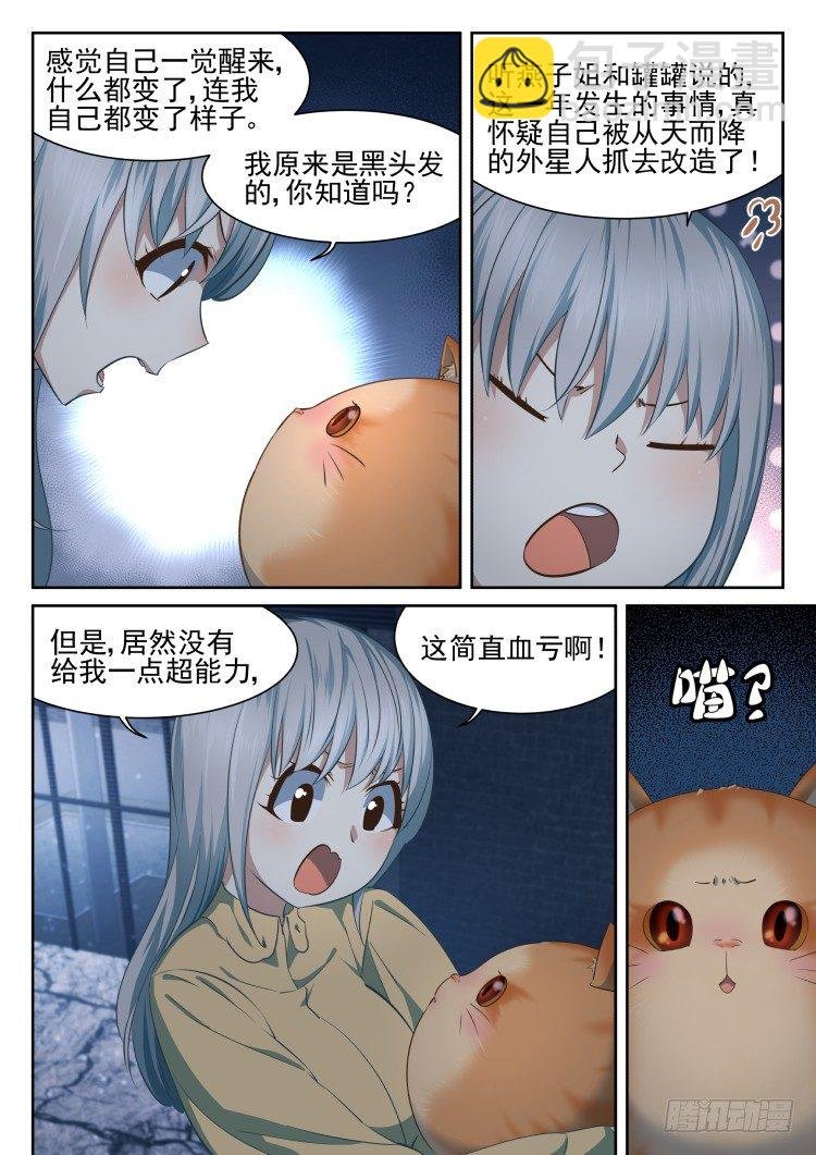 有关猫的秘密计划