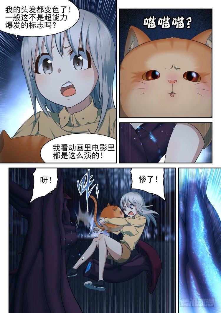 有关猫的秘密计划