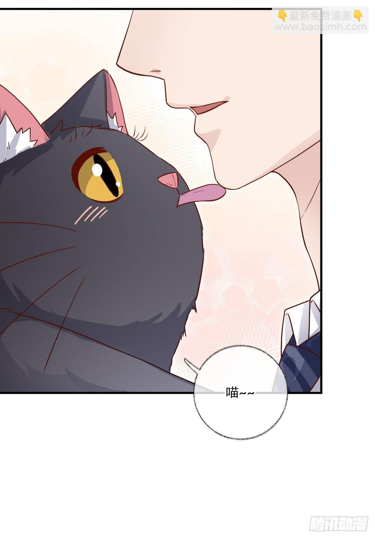群猫踢馆喵~