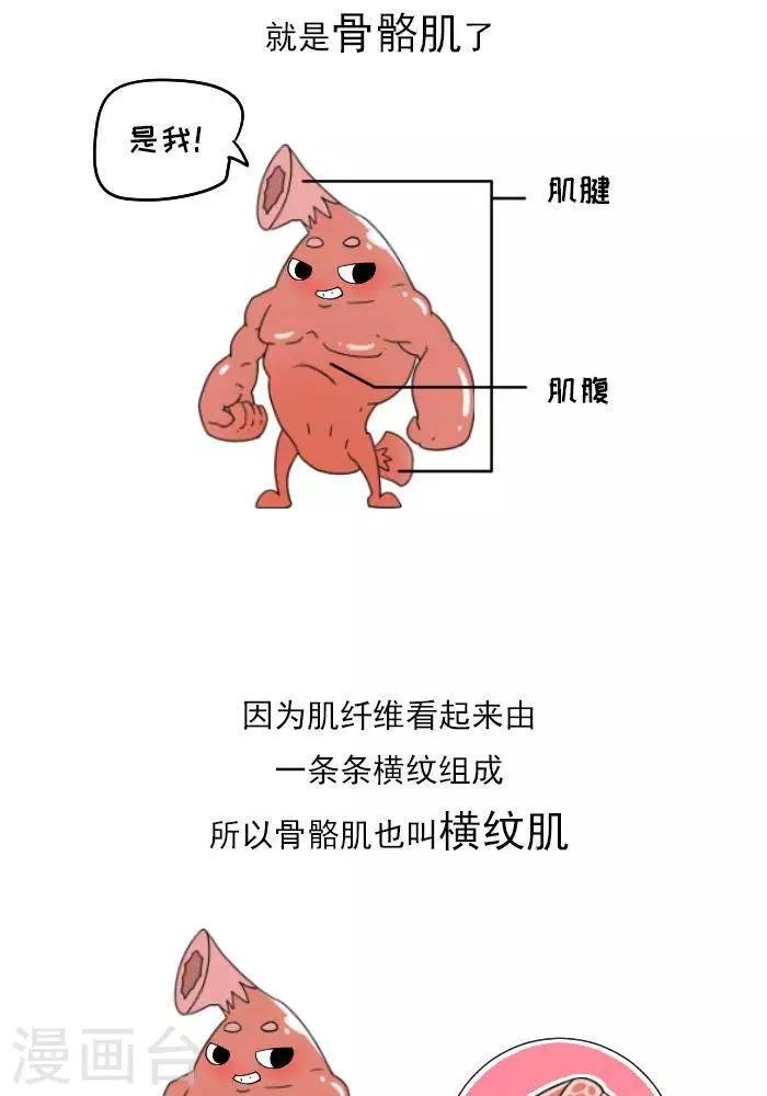 第11话 你对肌肉多了解？