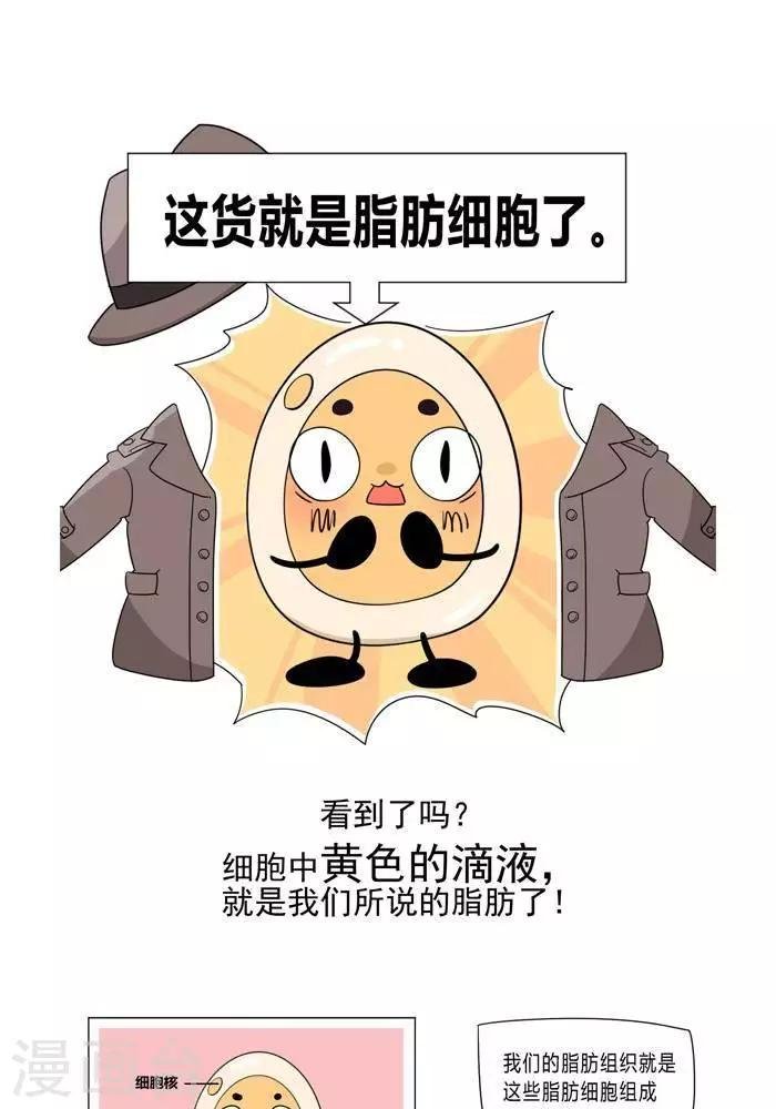 第5话 脂肪有多神秘