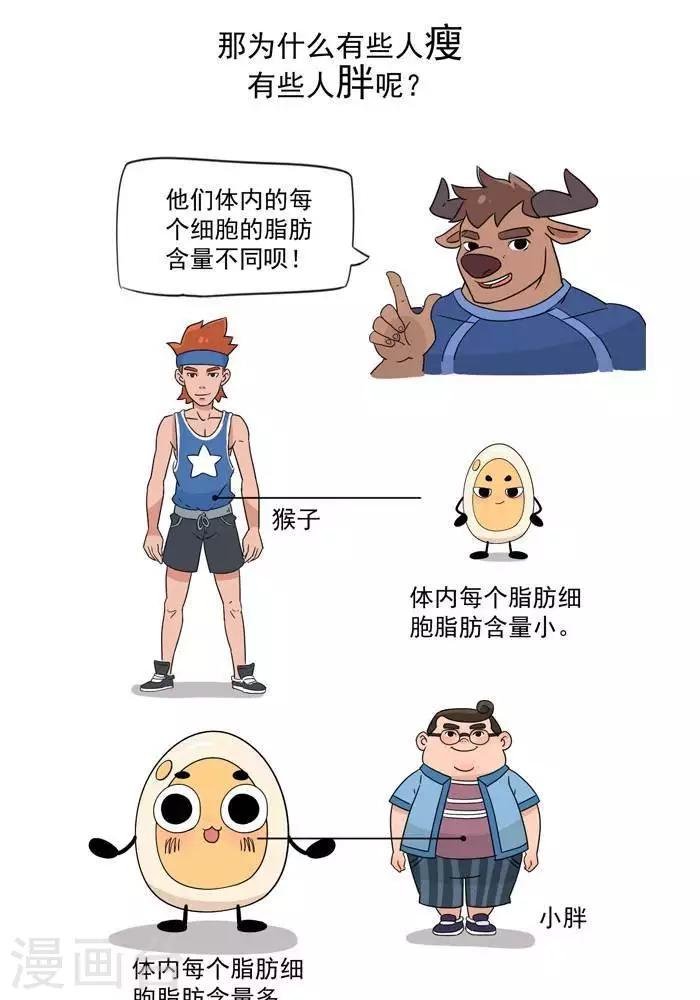 第5话 脂肪有多神秘