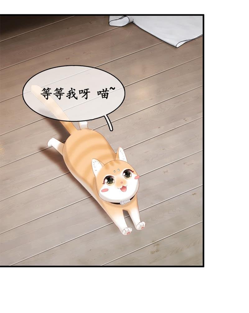 喵咪同伴出现啦~