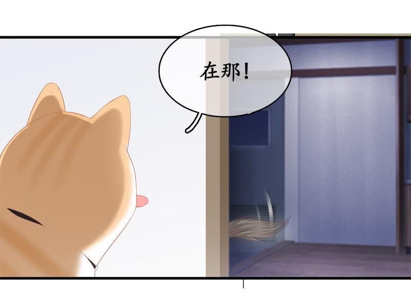 喵咪同伴出现啦~