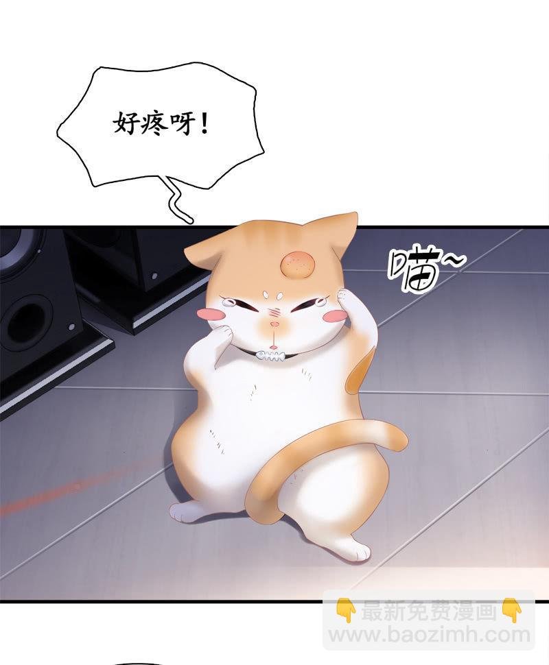 喵咪同伴出现啦~