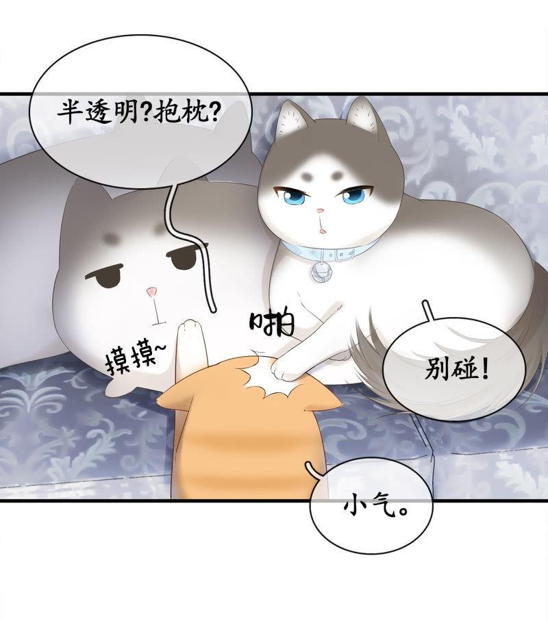 喵咪同伴出现啦~