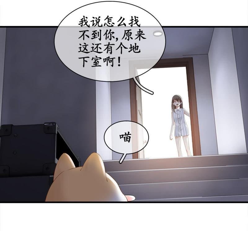 喵咪同伴出现啦~
