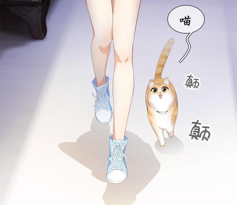 喵咪同伴出现啦~