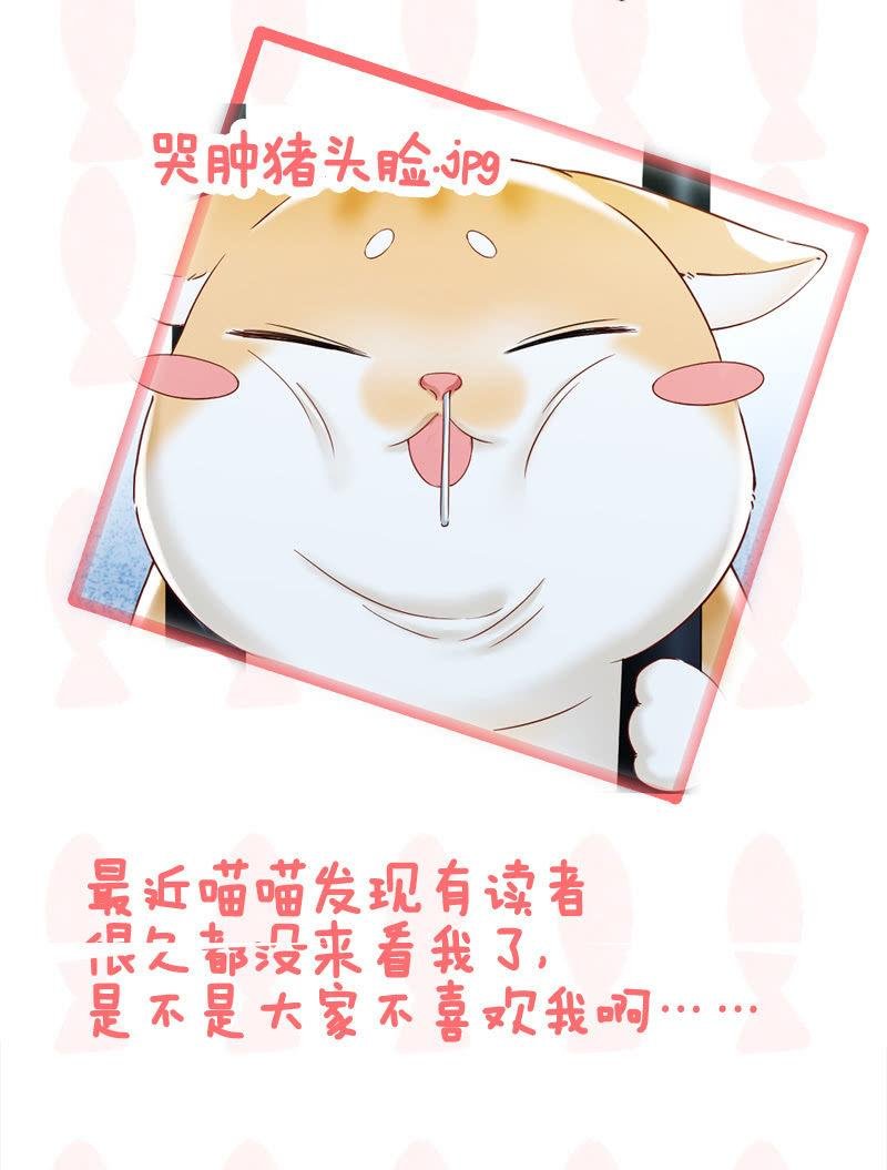 喵咪同伴出现啦~