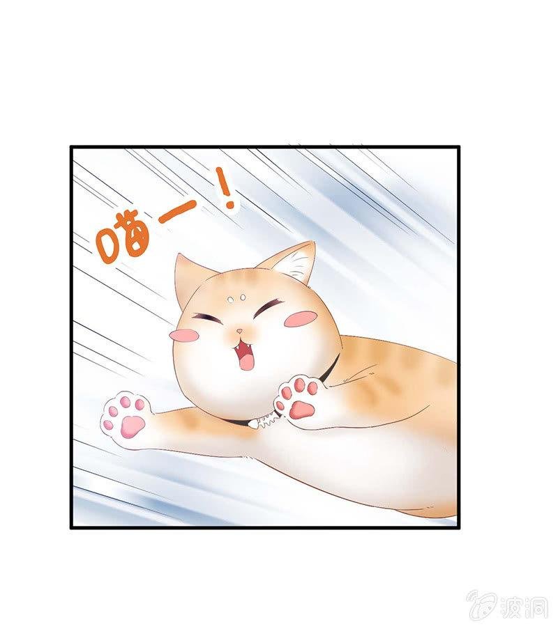 猫咪神助攻来也！！！