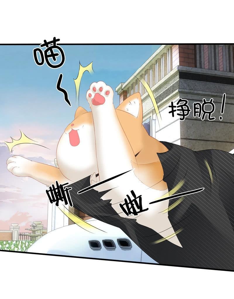 找到橘猫啦！