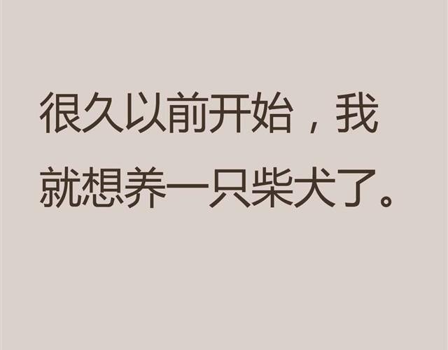 我是大熊，我的柴犬叫安妮