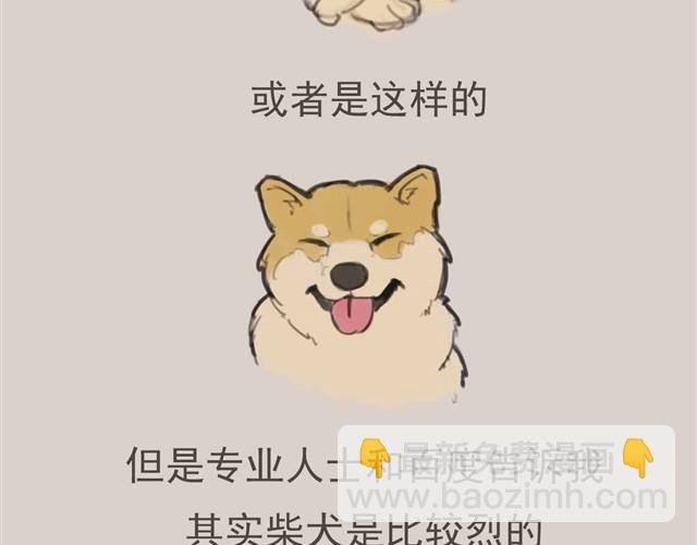 我是大熊，我的柴犬叫安妮