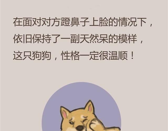 我是大熊，我的柴犬叫安妮