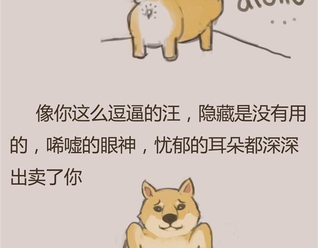我是大熊，我的柴犬叫安妮