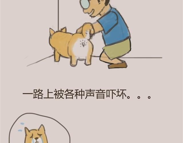 我是大熊，我的柴犬叫安妮