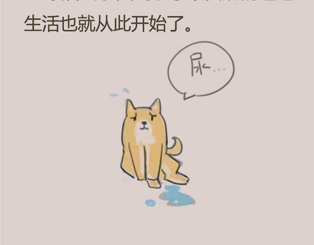 我是大熊，我的柴犬叫安妮