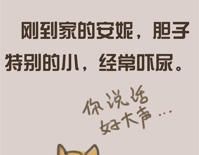 我是大熊，我的柴犬叫安妮