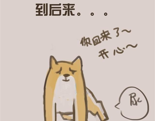 我是大熊，我的柴犬叫安妮
