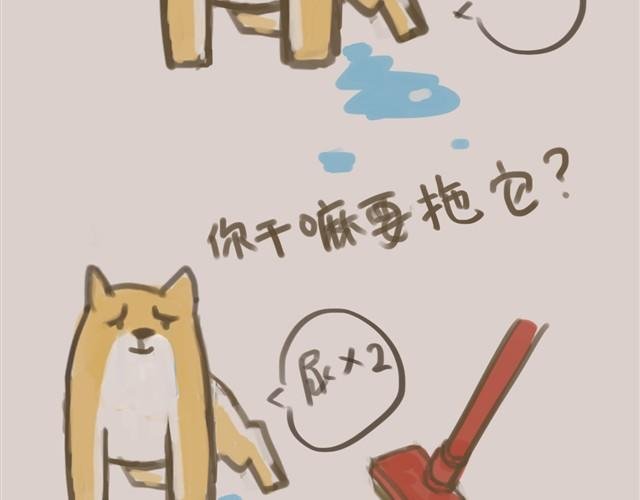 我是大熊，我的柴犬叫安妮