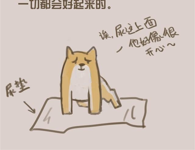 我是大熊，我的柴犬叫安妮