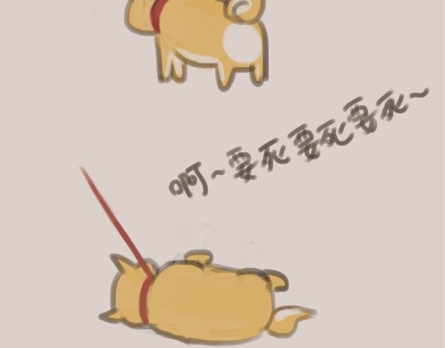 我是大熊，我的柴犬叫安妮