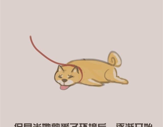 我是大熊，我的柴犬叫安妮