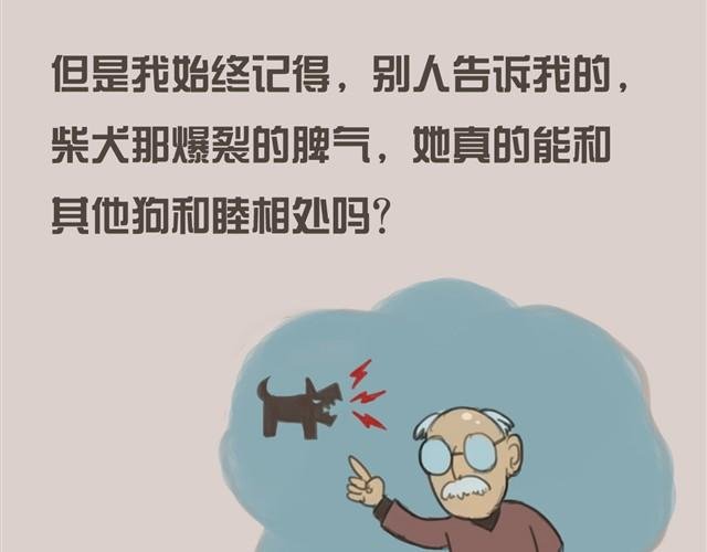 我是大熊，我的柴犬叫安妮
