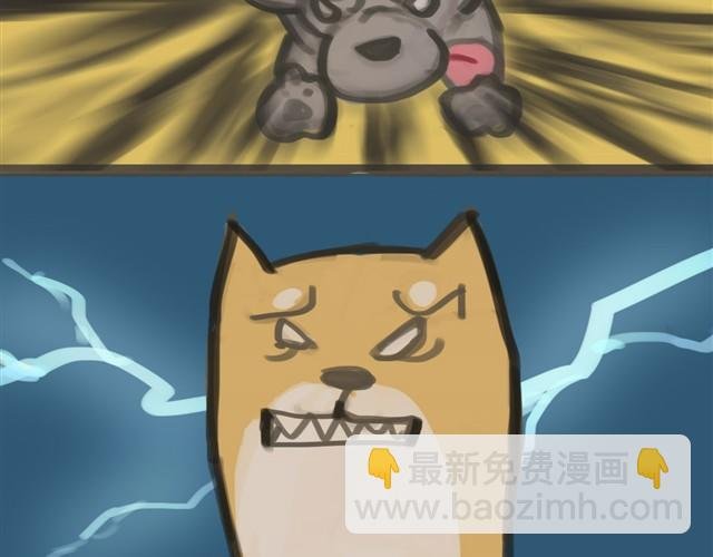 我是大熊，我的柴犬叫安妮