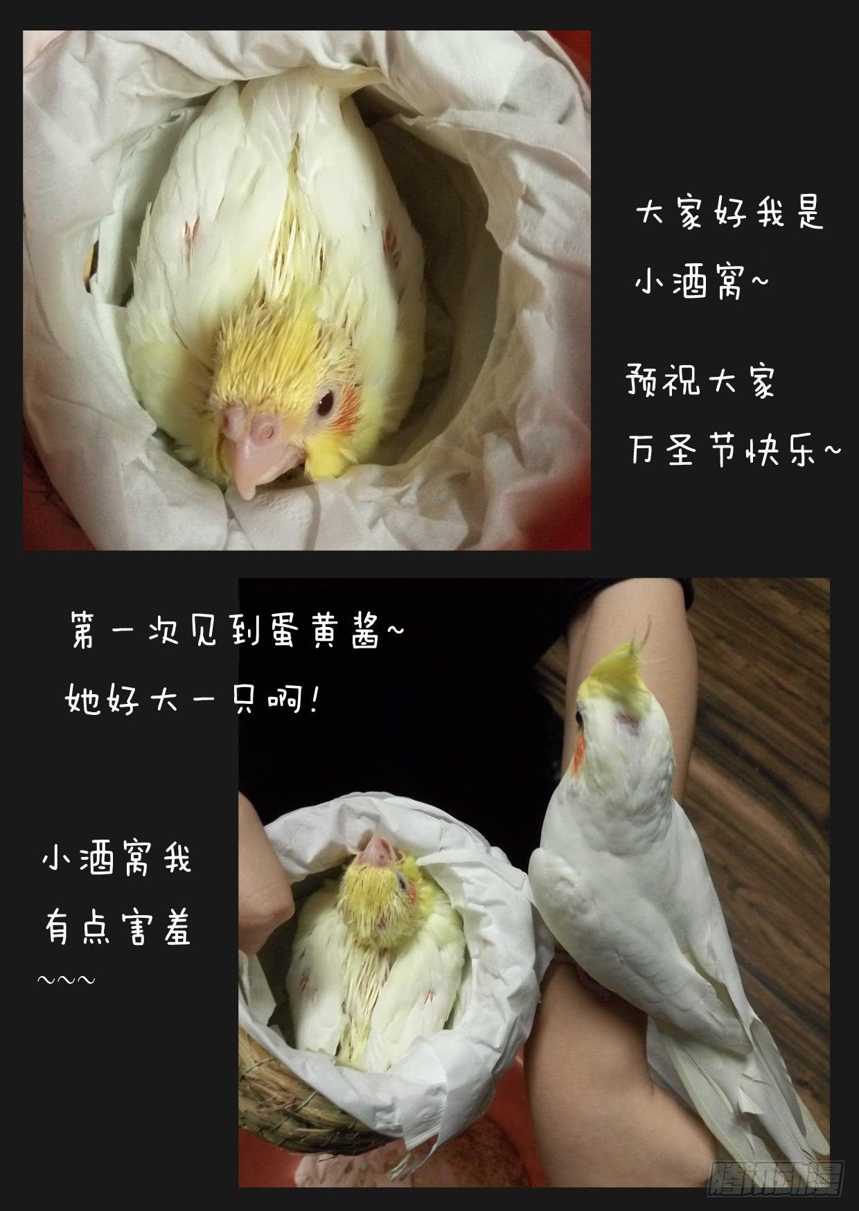 第四十三话
