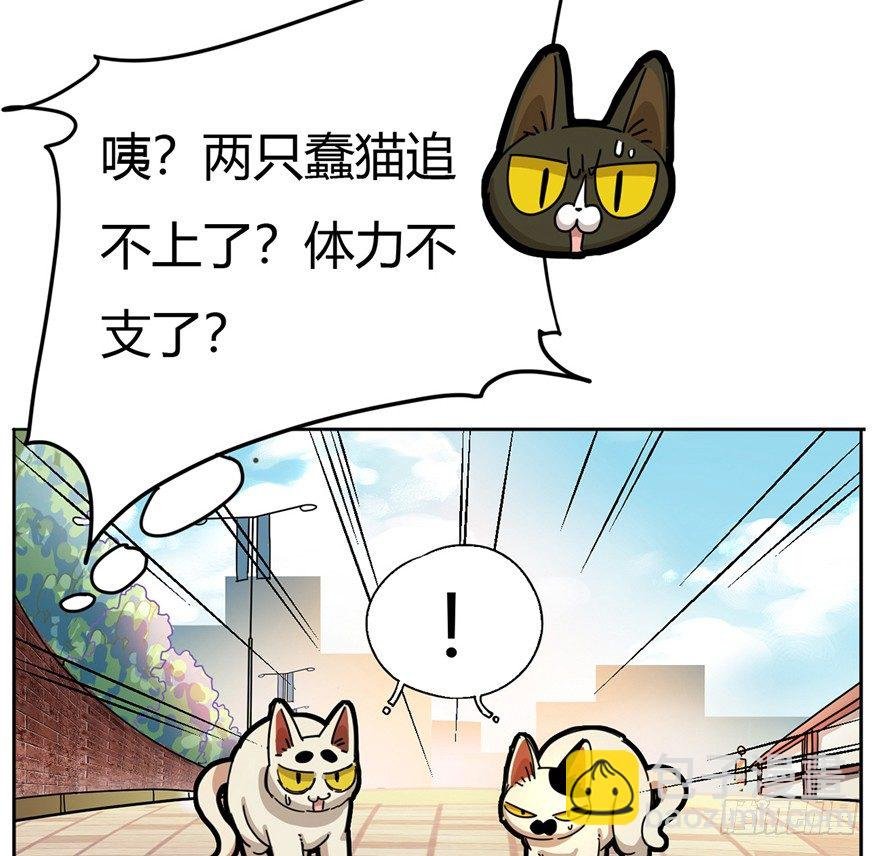 第2爪 做猫第一课（上）