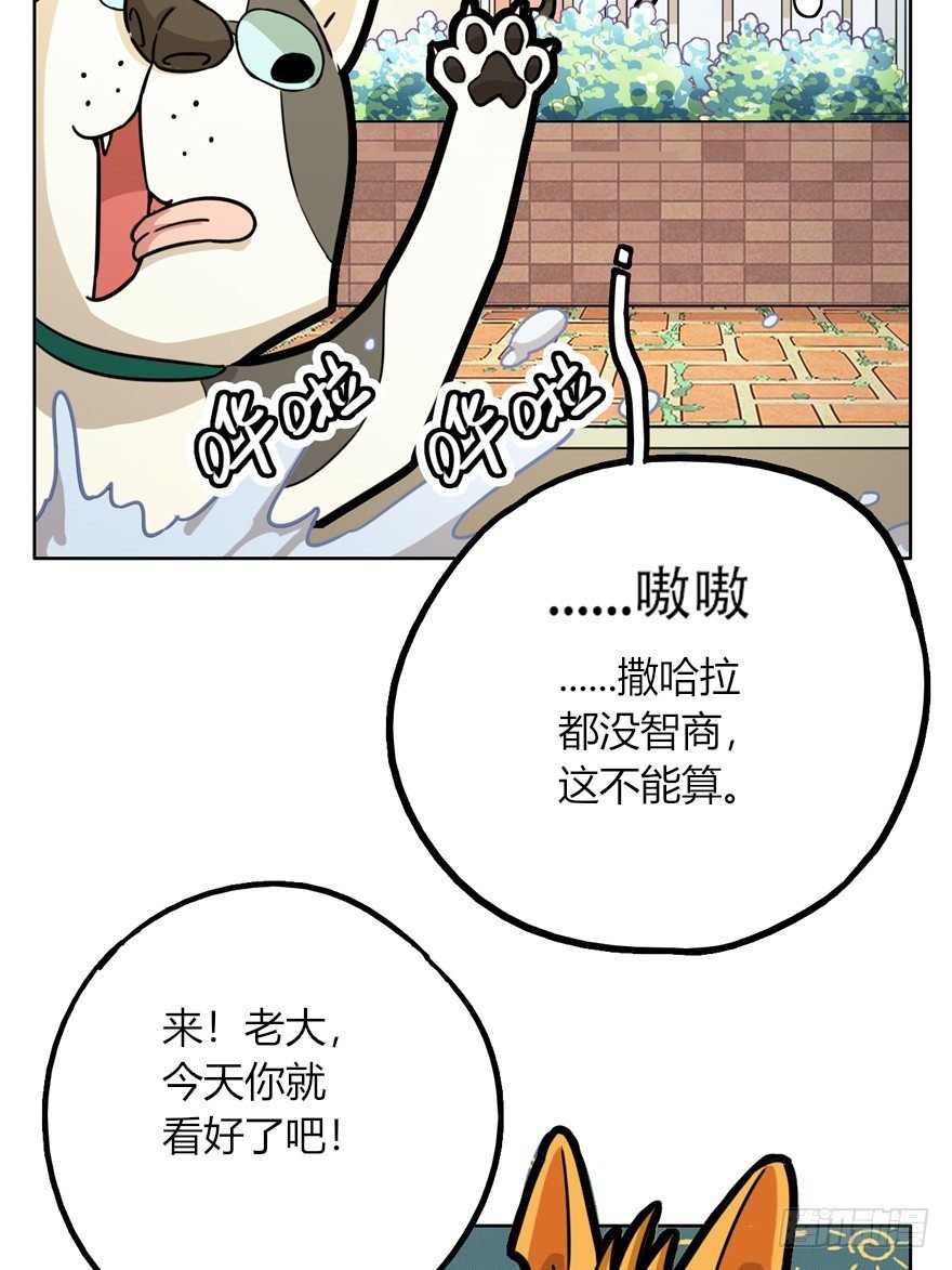 第28爪 猫圈鄙视链（上）
