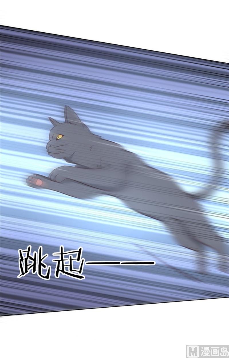 第29话 猫