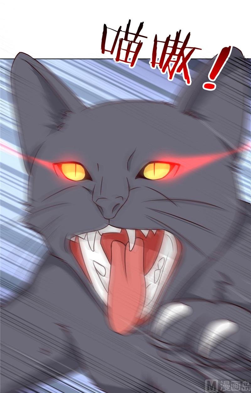 第29话 猫