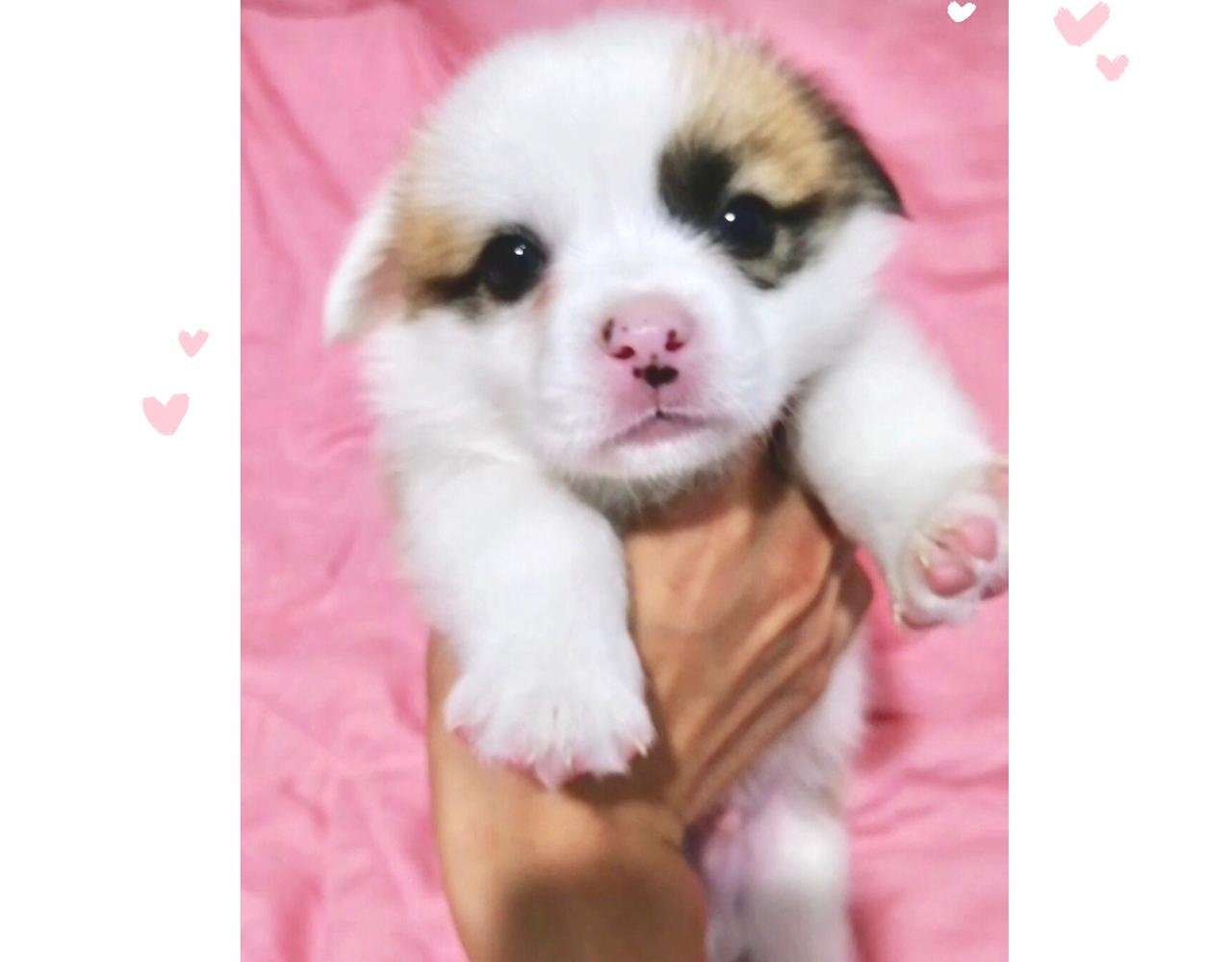 你也想养狗吗？