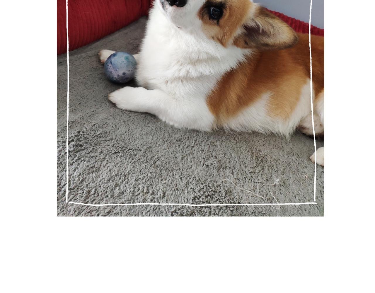 小幸福与小乌龙