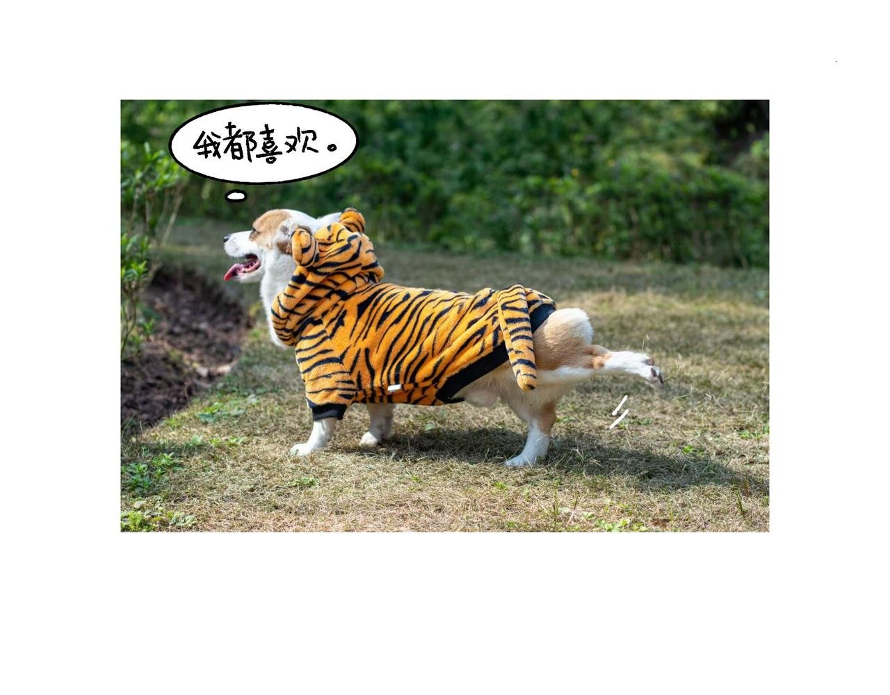 虎年春节篇1