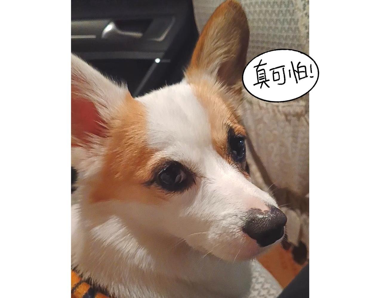 虎年春节篇2