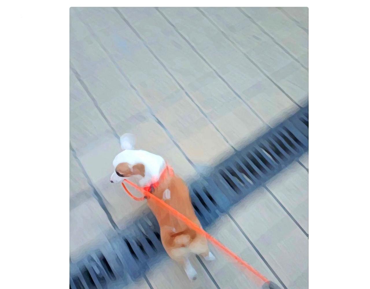 狗小地位大