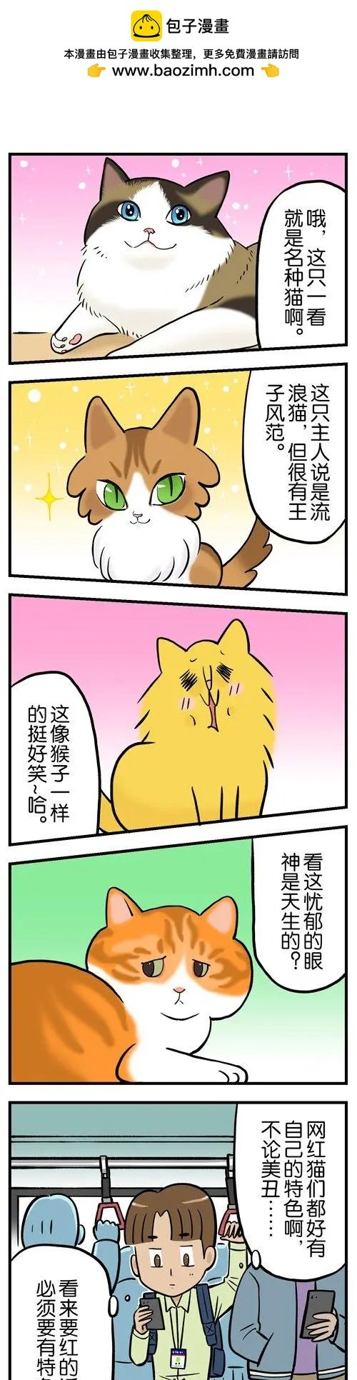 第11回 从此，我看到的橘猫都像姜哥