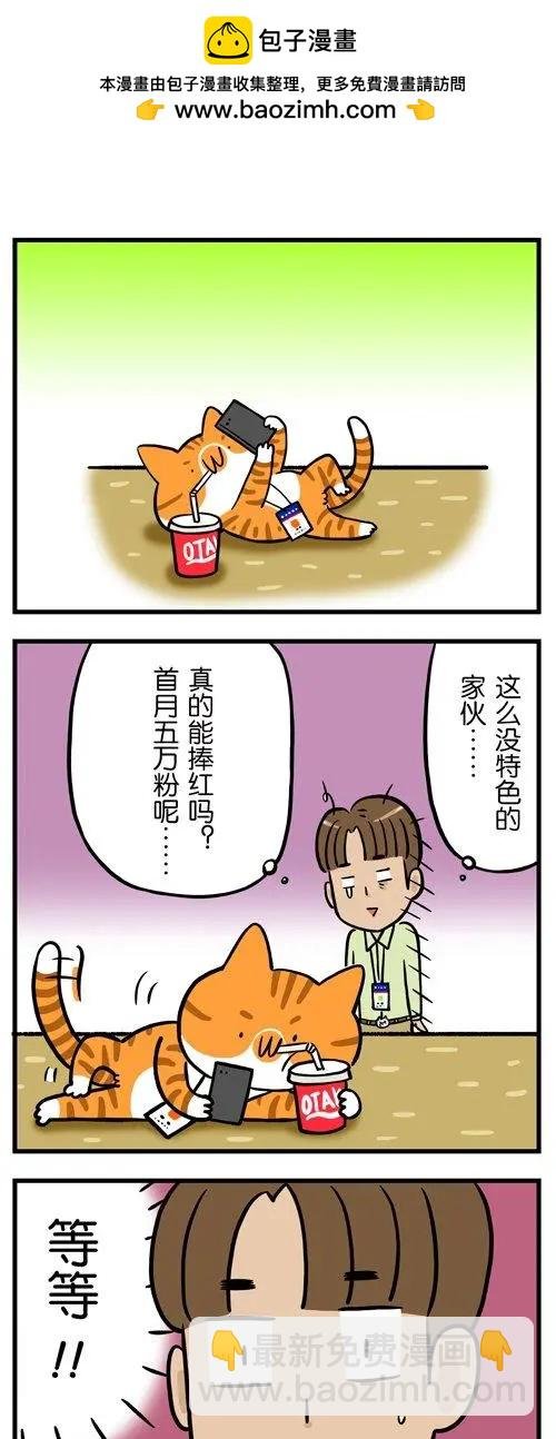 第12回 猫的颜值，由你的摄影技术决定