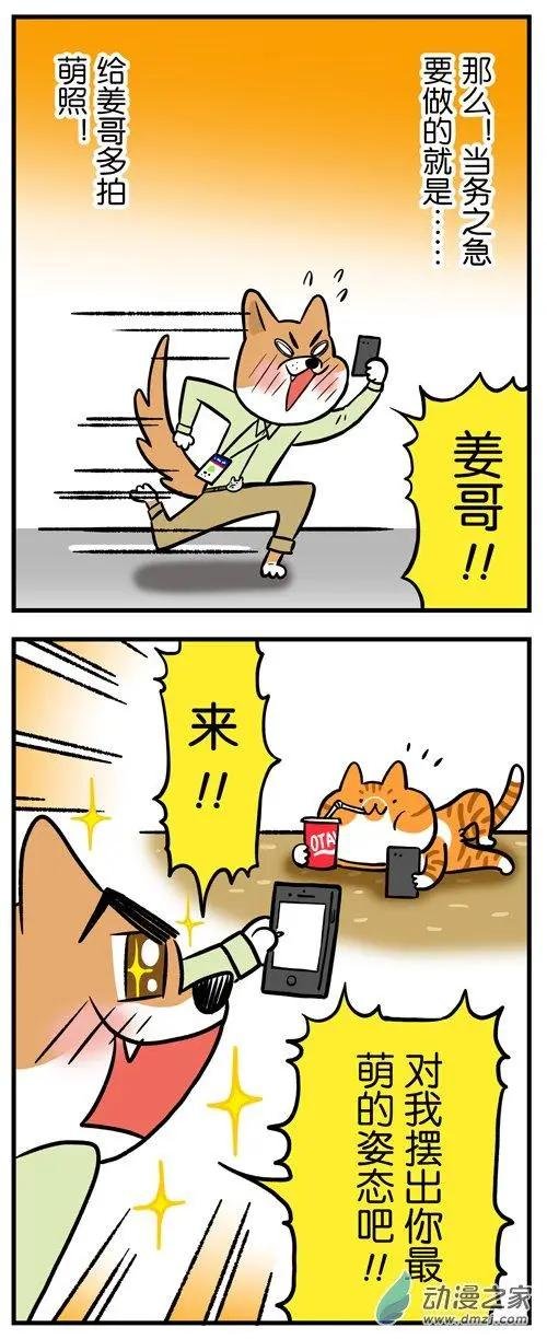 第12回 猫的颜值，由你的摄影技术决定