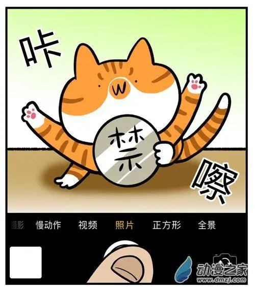 第12回 猫的颜值，由你的摄影技术决定